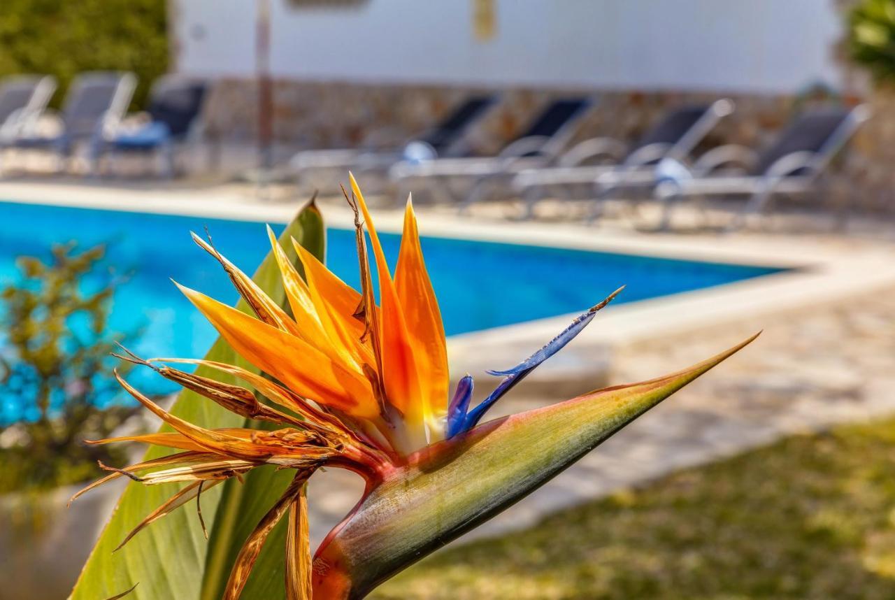 Fonoll Mari Villa Port de Pollença